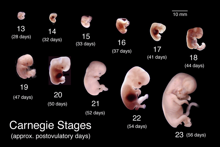 Human Development